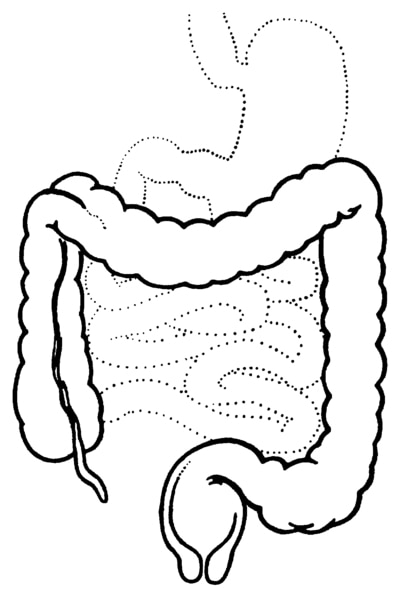 Illustration of the lower digestive tract with the large intestine highlighted.