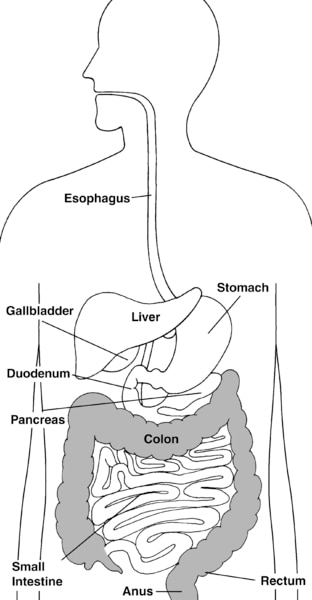 Illustration of the digestive system with colon, rectum, and anus highlighted and parts labeled: esophagus, stomach, liver, gallbladder, duodenum, pancreas, small intestine, colon, rectum, and anus.