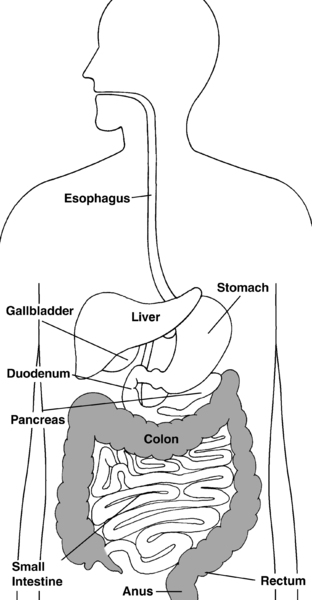 Illustration of the digestive system with colon, rectum, and anus highlighted and parts labeled: esophagus, stomach, liver, gallbladder, duodenum, pancreas, small intestine, colon, rectum, and anus.