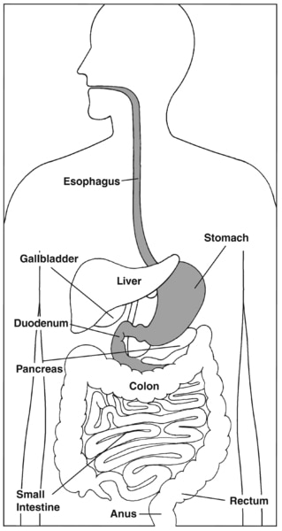 Illustration of the digestive system with labels pointing esophagus, stomach, liver, gallbladder, duodenum, pancreas, small intestine, colon, rectum, and anus. 
