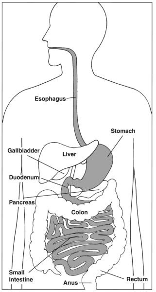 Illustration of the digestive system with esophagus, stomach, duodenum, and small intestine highlighted and parts labeled: esophagus, stomach, liver, gallbladder, duodenum, pancreas, small intestine, colon, rectum, and anus.