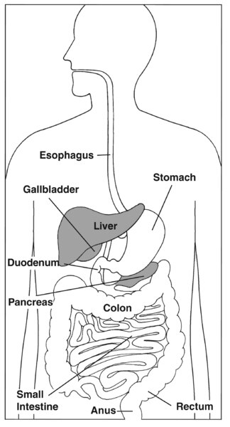 Illustration of the digestive system with liver and pancreas highlighted and parts labeled: esophagus, stomach, liver, gallbladder, duodenum, pancreas, small intestine, colon, rectum, and anus.