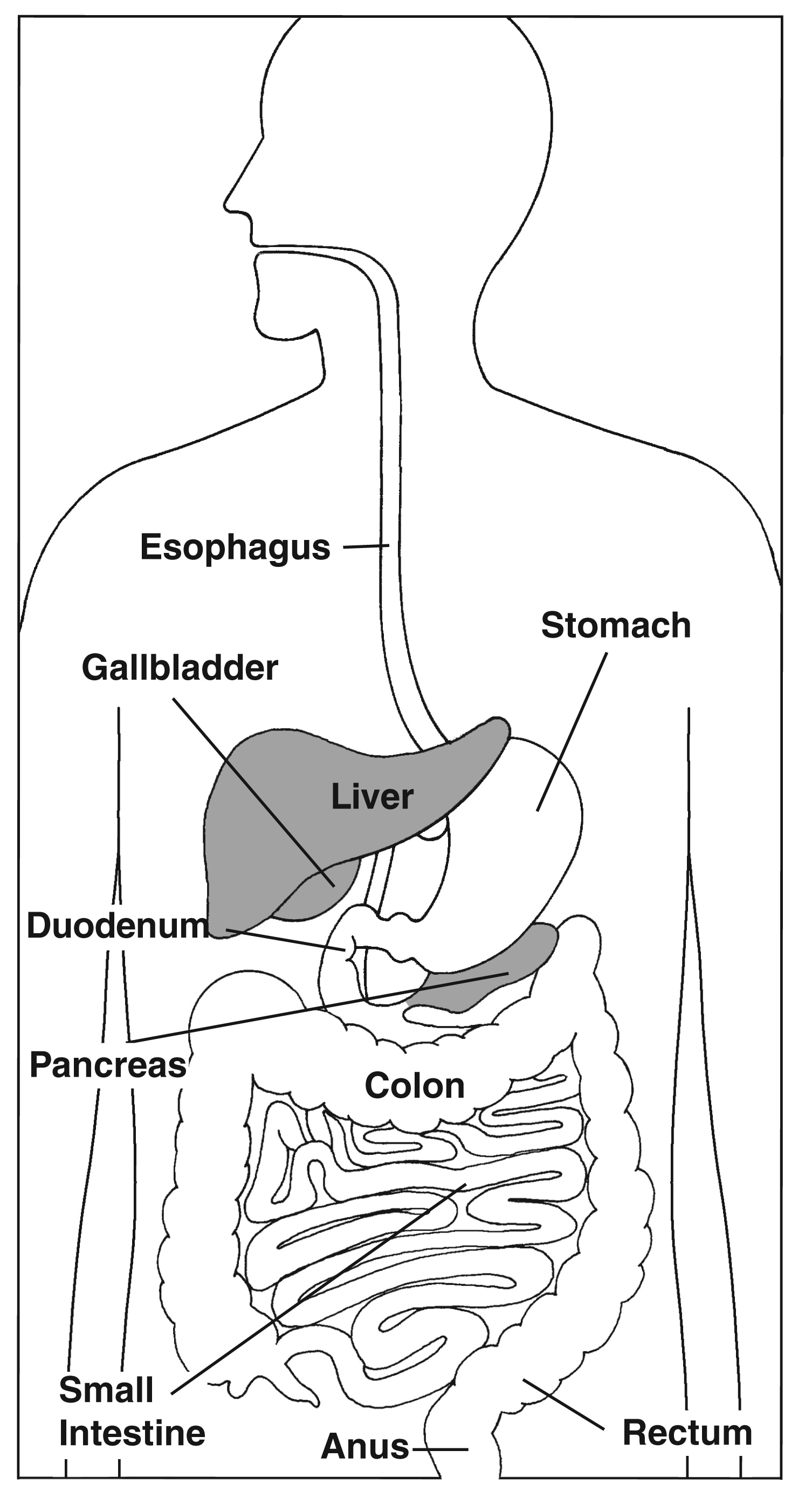 Key anatomical features of the human pancreas. (a) Diagram of the... |  Download Scientific Diagram