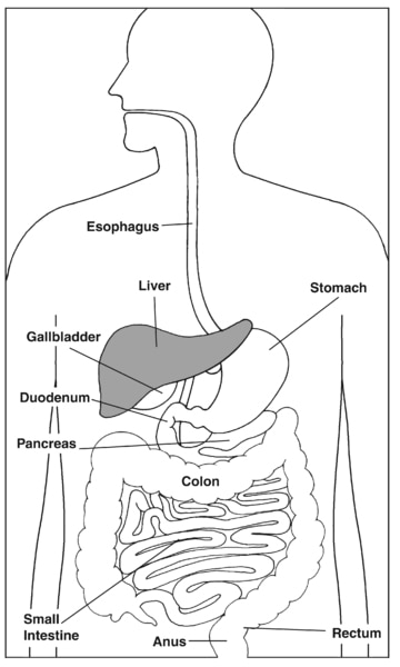 Illustration of the digestive system with parts labeled: esophagus, stomach, liver, gallbladder, duodenum, pancreas, small intestine, large intestine, appendix, rectum, and anus.