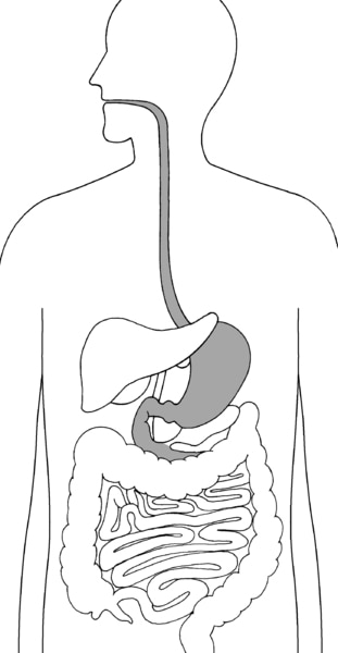 Illustration of the digestive system with esophagus, stomach, and duodenum highlighted.