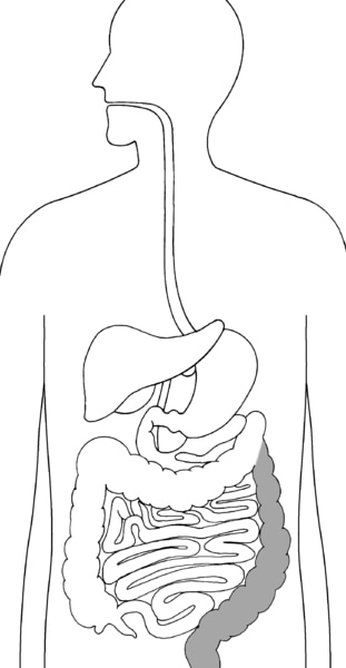 Illustration of the digestive system with sigmoid colon, rectum, and anus highlighted.