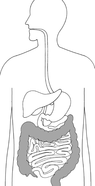 Illustration of the digestive system with colon, rectum, and anus highlighted.
