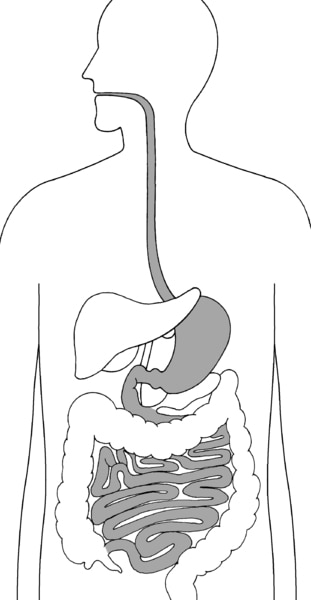 Illustration of the digestive system with esophagus, stomach, duodenum, and small intestine highlighted.