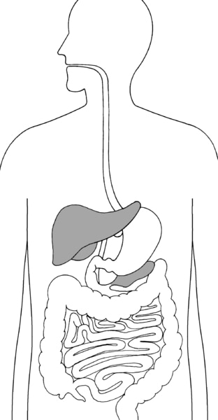 Illustration of the digestive system with liver and pancreas highlighted.