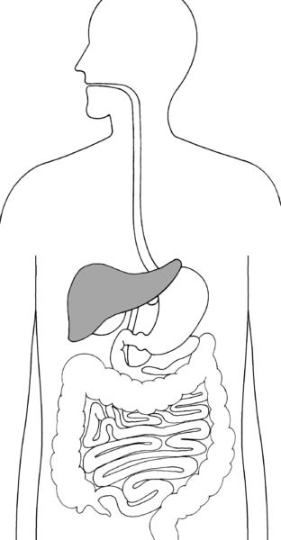 Illustration of the digestive system with liver highlighted.