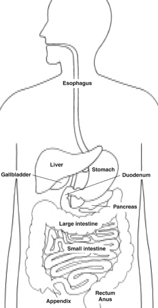 Illustration of the digestive system with parts labeled: esophagus, stomach, liver, gallbladder, duodenum, pancreas, small intestine, large intestine, appendix, rectum, and anus.