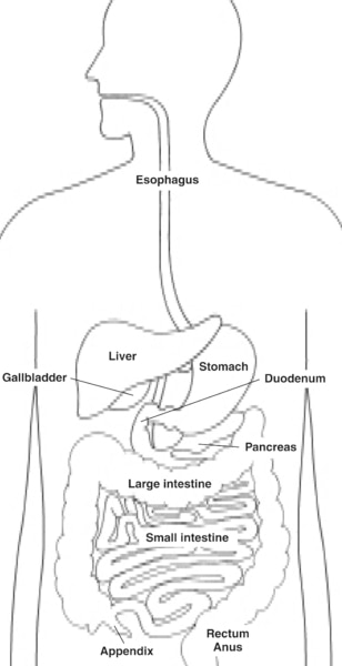 Illustration of the digestive system with parts labeled: esophagus, stomach, liver, gallbladder, duodenum, pancreas, small intestine, large intestine, appendix, rectum, and anus.