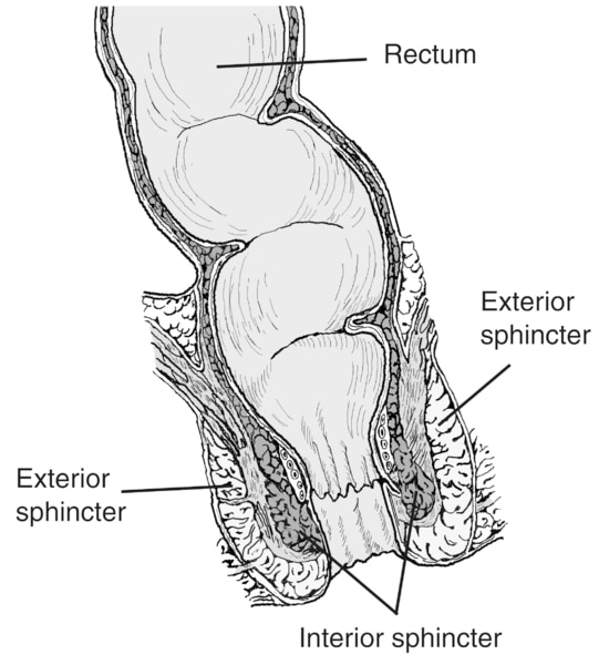 Illustration of cross section of the rectum and anus, with rectum, two exterior sphincters, and two interior sphincters labeled.