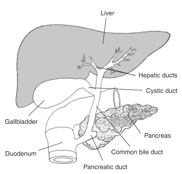 Illustration of the biliary system, with the liver, gallbladder, duodenum, pancreatic duct, common bile duct, pancreas, cystic duct, and hepatic ducts labeled.