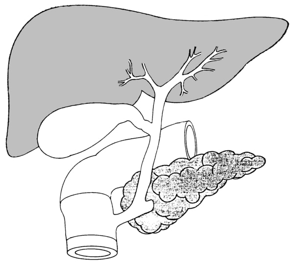 Illustration of the biliary system, with the liver, gallbladder, duodenum, pancreatic duct, common bile duct, pancreas, cystic duct, and hepatic ducts.