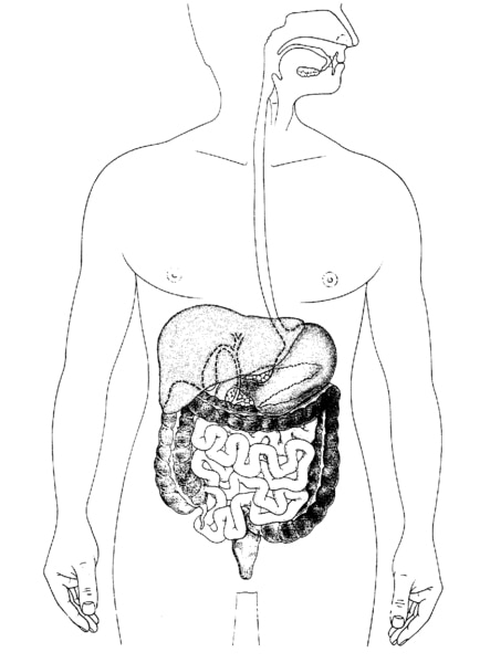 Illustration of the digestive system.