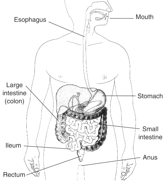Illustration of the digestive system with parts labeled: mouth, esophagus, stomach, large intestine (colon), small intestine, ileum, rectum, and anus.