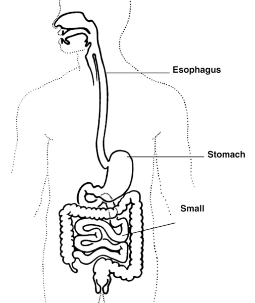Illustration of the digestive system with esophagus, stomach, and small intestine labeled.