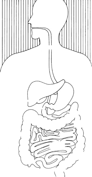 Illustration of the digestive system.