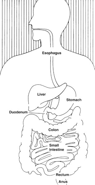 Illustration of the digestive system with esophagus, liver, stomach, duodenum, colon, small intestine, rectum, and anus labeled.