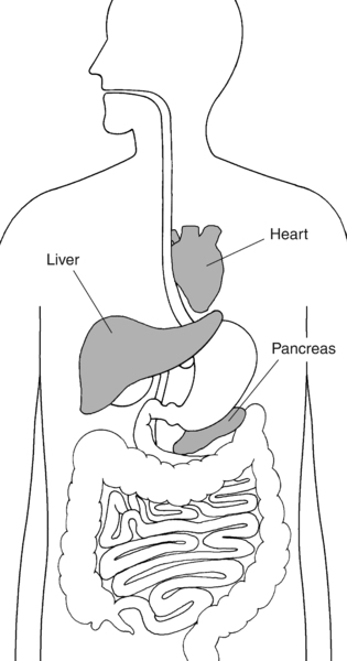 Illustration of the digestive system with heart, liver, and pancreas highlighted and labeled.