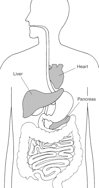 Illustration of the digestive system with heart, liver, and pancreas highlighted and labeled.