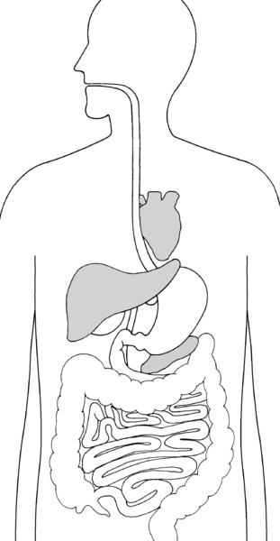 Illustration of the digestive system with heart, liver, and pancreas highlighted.