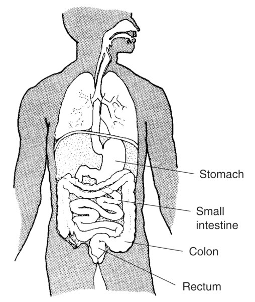 Illustration of the digestive system with stomach, small intestine, colon, and rectum labeled.