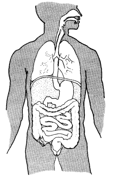 Illustration of the digestive system.