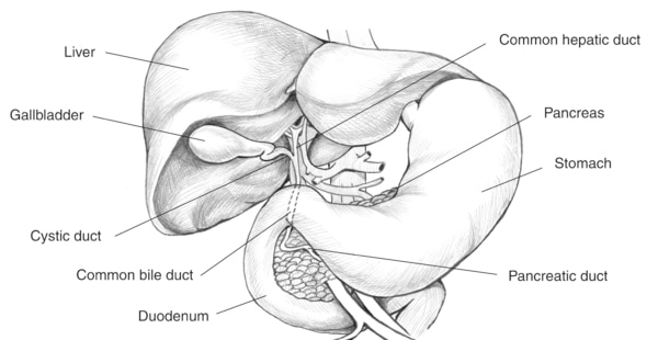 Illustration of the biliary system with the liver, gallbladder, cystic duct, common bile duct, duodenum, pancreatic duct, stomach, pancreas, and common hepatic duct labeled.