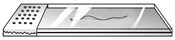 Illustration of a slide with tissue sample.