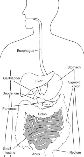 Illustration of the digestive system with small intestine highlighted and parts labeled: esophagus, stomach, liver, gallbladder, duodenum, pancreas, small intestine, colon, rectum, and anus.
