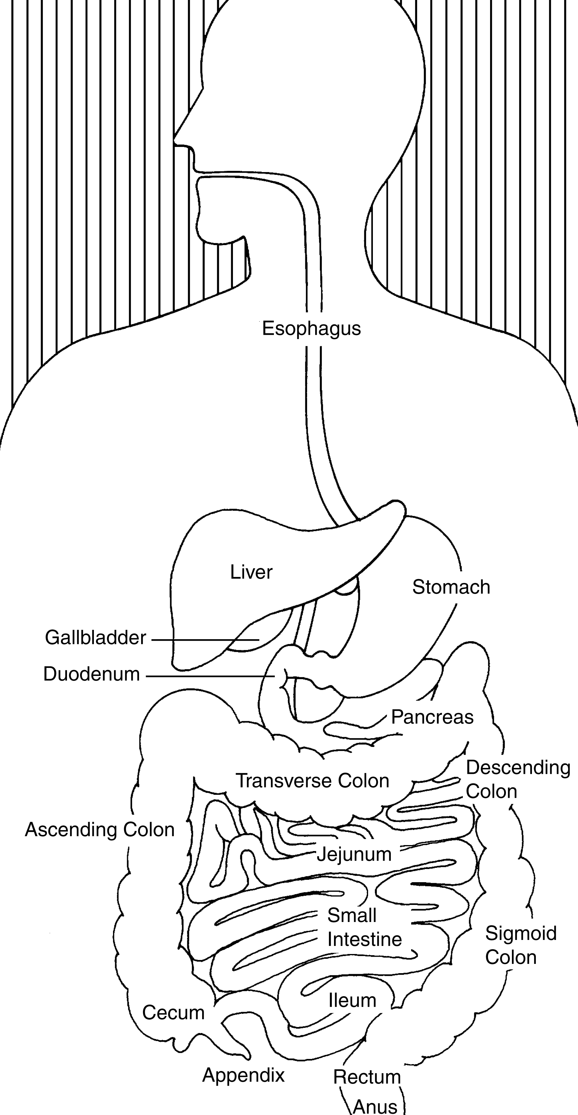The Digestive System with Labels Biology Diagrams