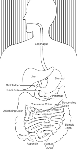 Illustration of the digestive system with sections labeled: esophagus, stomach, liver, gallbladder, duodenum, pancreas, small intestine, ileum, appendix, cecum, ascending colon, transverse colon, descending colon, sigmoid colon, rectum, and anus.
