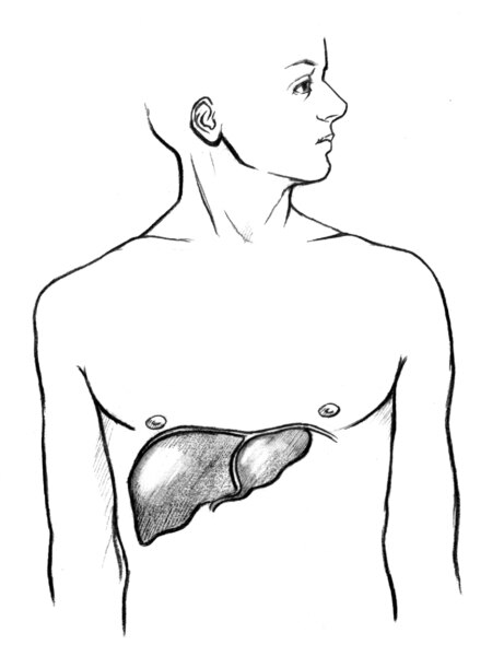 Illustration of the location of the liver in the human body, with the liver labeled.