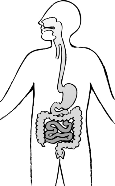 Illustration of the digestive tract.