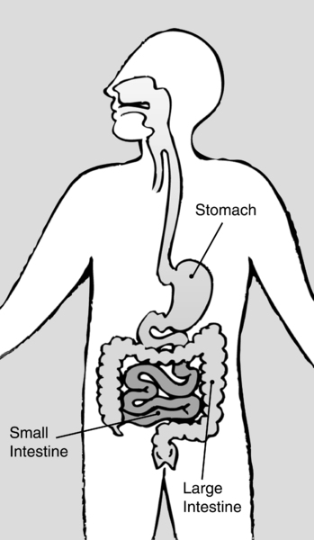 Illustration of the digestive system with the stomach, small intestine, and large intestine labeled.