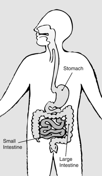 Illustration of the digestive system with the stomach, small intestine, and large intestine labeled.