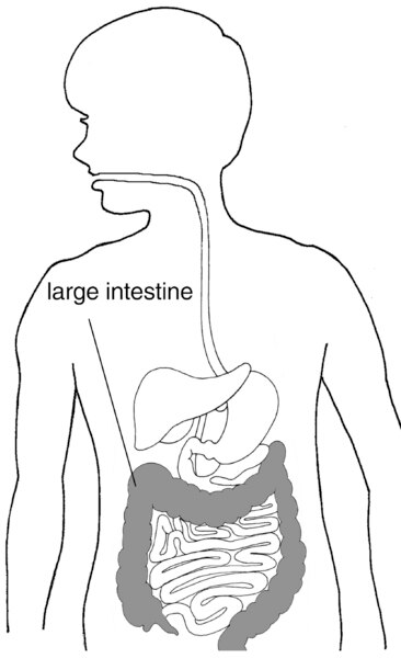 Illustration of a child's digestive system with the large intestine labeled and shaded.