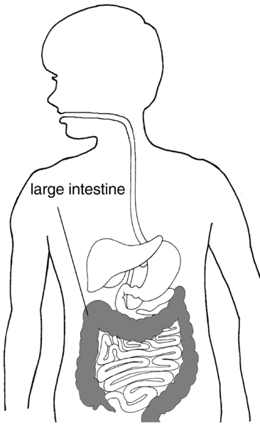 Illustration of a child's digestive system with the large intestine labeled and shaded.