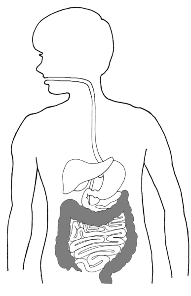 Illustration of a child's digestive system with the large intestine shaded.