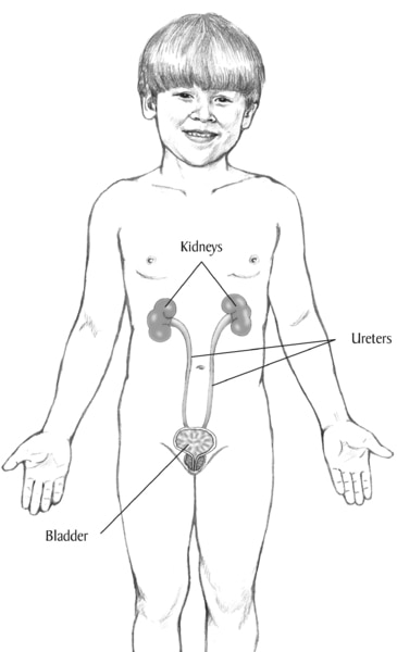 Illustration of the kidneys and urinary tract within the outline of a young boy. The kidneys, ureters, and bladder are labeled.
