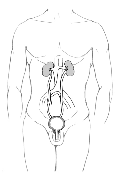 Illustration of the urinary tract of an adult male.