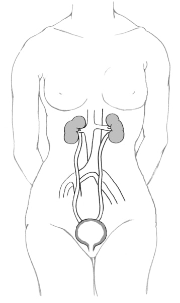Illustration of the female urinary tract within the outline of an adult.