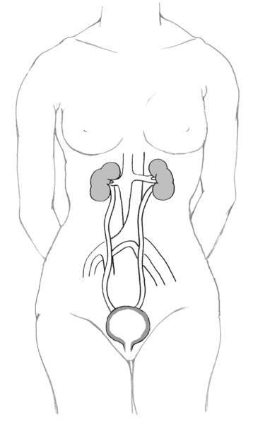 Illustration of the female urinary tract within the outline of an adult.
