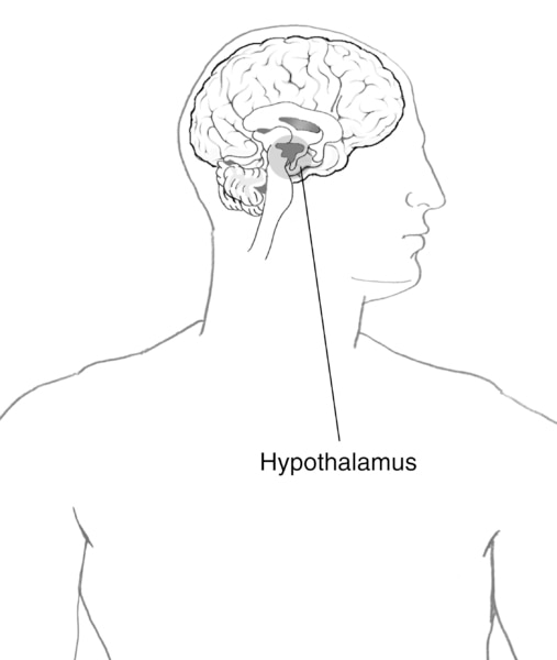 Illustration of the brain with the hypothalamus highlighted and labeled.