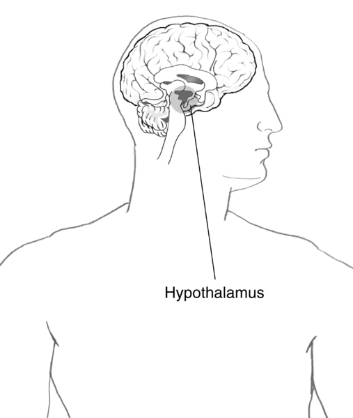 Illustration of the brain with the hypothalamus highlighted and labeled.