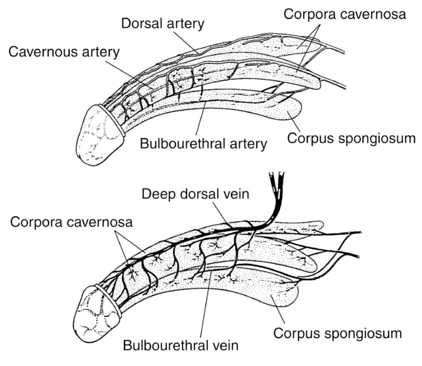 Two illustrations of the penis: the top one showing the arteries of the penis and the bottom one showing the veins of the penis.  The top drawing contains labels for the cavernous artery, dorsal artery, corpora cavernosa, bulbourethral artery, and corpus.