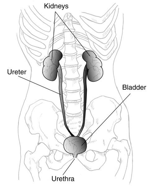 Illustration of a skeleton from the ribs to thighs showing labelled kidneys, ureters, bladder, and urethra.