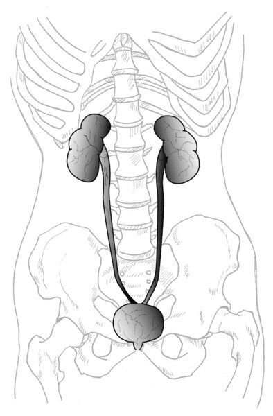 Illustration of the urinary system inside of the pelvic region of a human body.  The urinary system is shaded in.